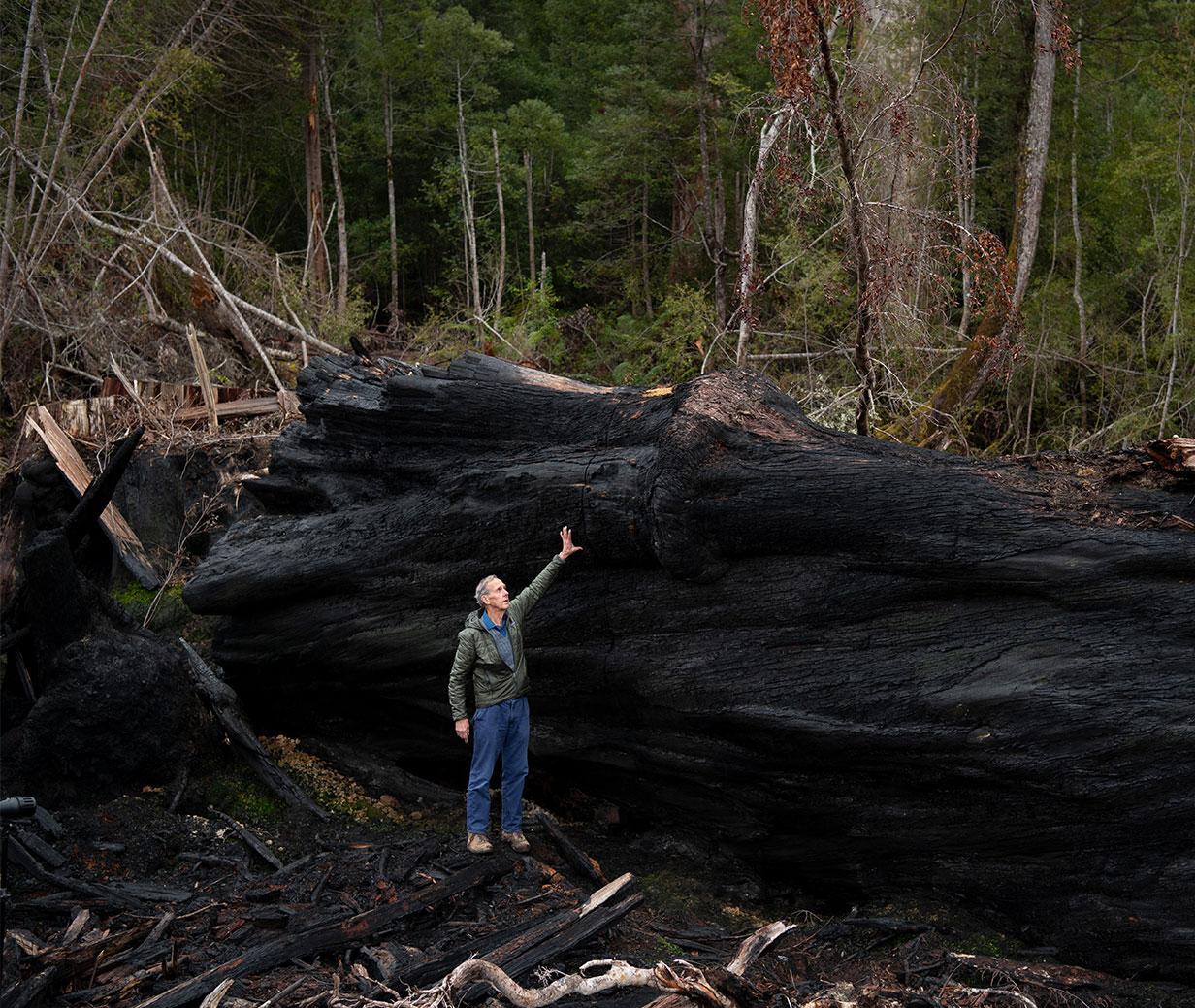 All I want for Christmas is some old growth forest